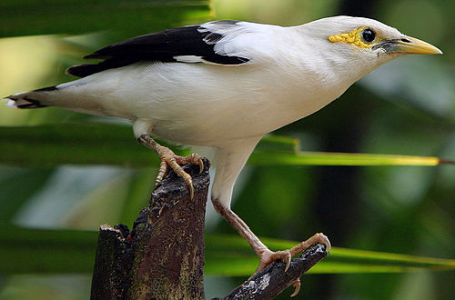 Black-winged starling